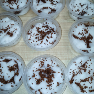 Zajęcia ogrodnicze u starszaków