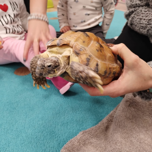 Poznajemy zwięrzęta domowe